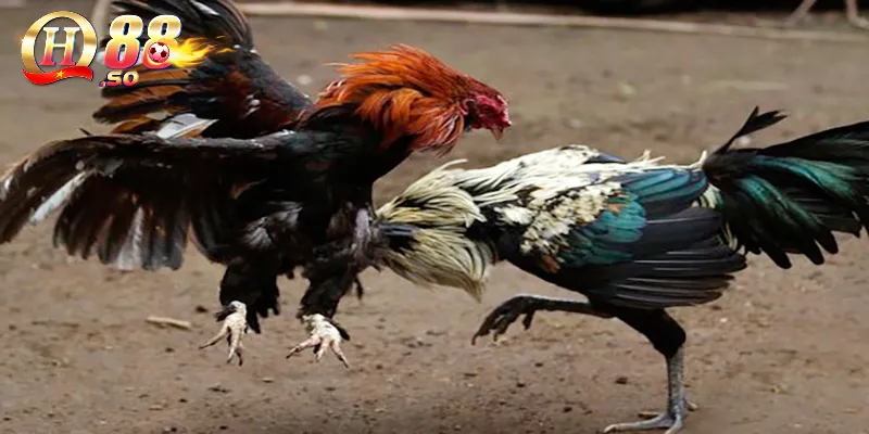 Màu lông gà nòi: Chọn gà chọi qua màu lông 2 Hiểu biết về màu lông gà chọi