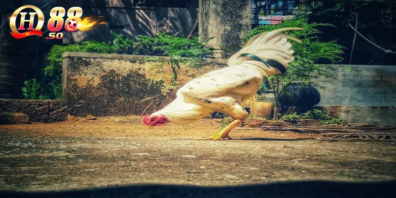 Màu lông gà nòi: Chọn gà chọi qua màu lông 3 Những màu lông gà chọi phổ biến nhất