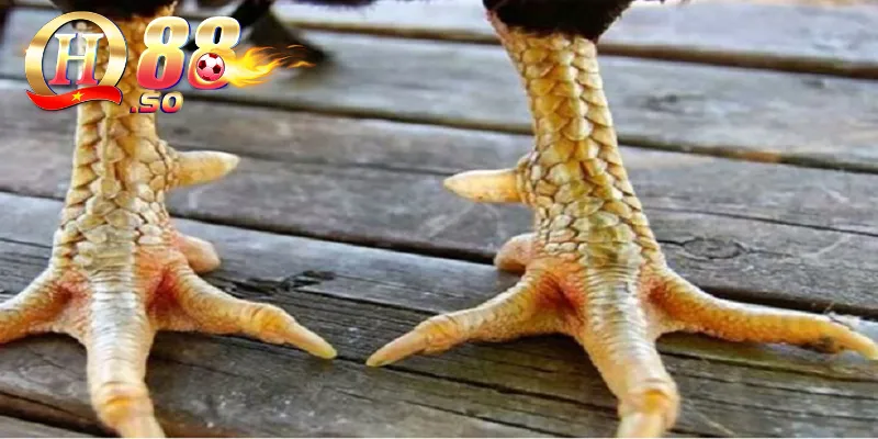 Hiểu về các mẫu vảy gà chọi hiện nay 4 Cách nhìn vảy gà chiến từ cao thủ