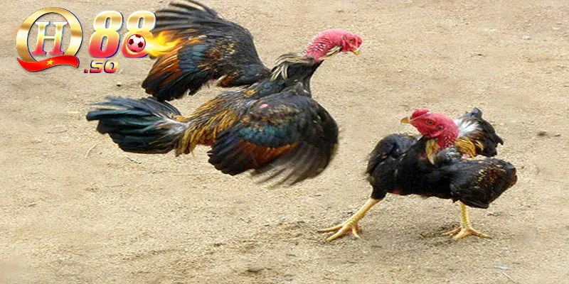 Hiểu về các mẫu vảy gà chọi hiện nay 2 Vảy gà chọi quan trọng như thế nào?