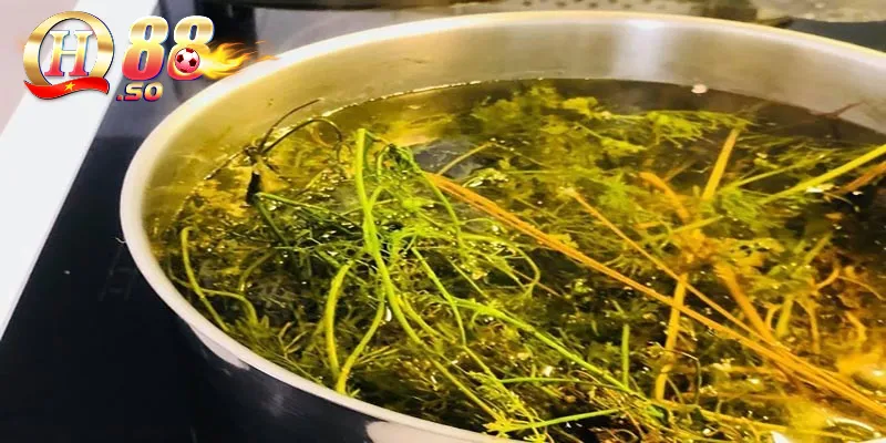Cách xả xui trong lô đề: Bí quyết lấy lại chuỗi chiến thắng 4 Dùng rau mùi pha nước tắm xả xui